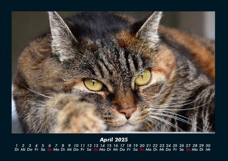 Produktbild: F&uuml;r Katzenfreunde 2025 Fotokalender DIN A4
