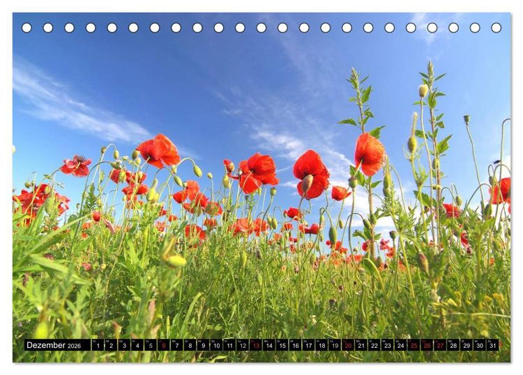 Produktbild: Mohnblumen (Tischkalender 2026 DIN A5 quer), CALVENDO Monatskalender