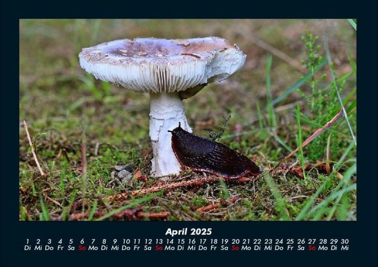Produktbild: Pilzkalender 2025 Fotokalender DIN A4