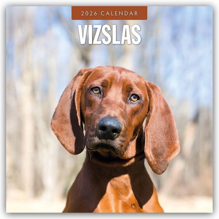 Produktbild: Vizslas – Magyar Vizsla – Kurzhaariger Ungarischer Vorstehhund 2026 – 16-Monatskalender