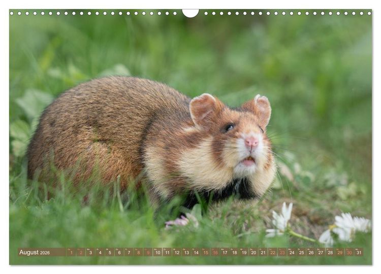 Produktbild: Feldhamster Herbert Kleine Pfoten, gro&szlig;e Pers&ouml;nlichkeit (Wandkalender 2026 DIN A3 quer), CALVENDO Monatskalender
