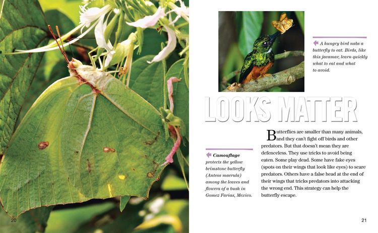 Produktbild: Nat Geo Reader Butterflies