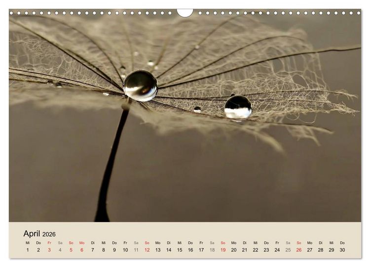 Produktbild: Naturjuwel Pusteblume (Wandkalender 2026 DIN A3 quer), CALVENDO Monatskalender