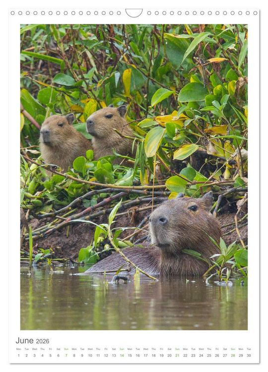 Produktbild: Pantanal Wildlife Photography (Wall Calendar 2026 DIN A3 portrait), CALVENDO 12 Month Wall Calendar