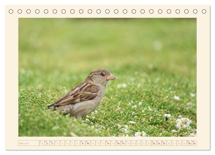 Produktbild: Freche Spatzen (Tischkalender 2026 DIN A5 quer), CALVENDO Monatskalender