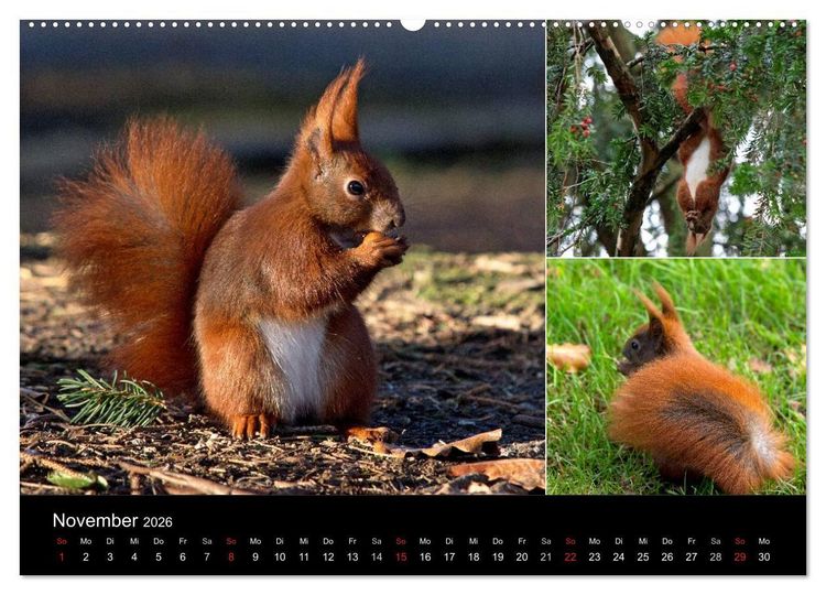 Produktbild: Wilde Eichh&ouml;rnchenwelt! (Wandkalender 2026 DIN A2 quer), CALVENDO Monatskalender