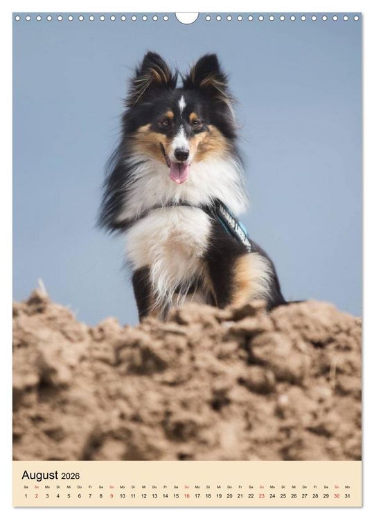 Produktbild: Mit Shelties durchs Jahr (Wandkalender 2026 DIN A3 hoch), CALVENDO Monatskalender