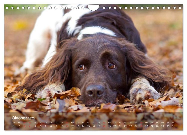 Produktbild: Kleiner M&uuml;nsterl&auml;nder Vorstehhund (Wandkalender 2026 DIN A4 quer), CALVENDO Monatskalender