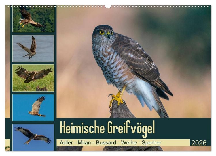 Produktbild: Heimische GREIFV&Ouml;GEL Adler Milan Bussard Weihe Sperber (Wandkalender 2026 DIN A2 quer), CALVENDO Monatskalender