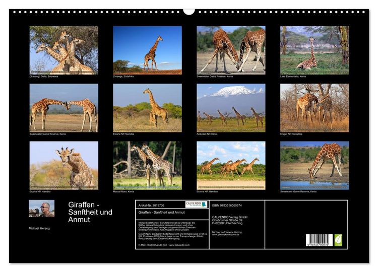 Produktbild: Giraffen - Sanftheit und Anmut (Wandkalender 2026 DIN A2 quer), CALVENDO Monatskalender