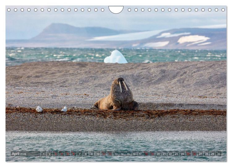 Produktbild: Svalbard-Momente (Wandkalender 2026 DIN A4 quer), CALVENDO Monatskalender