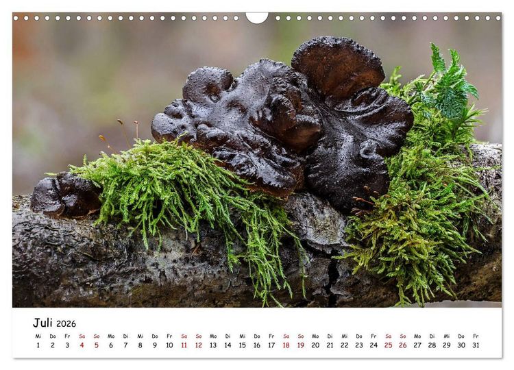 Produktbild: Pilzgalerie - Die bunte Welt der Baumpilze (Wandkalender 2026 DIN A3 quer), CALVENDO Monatskalender