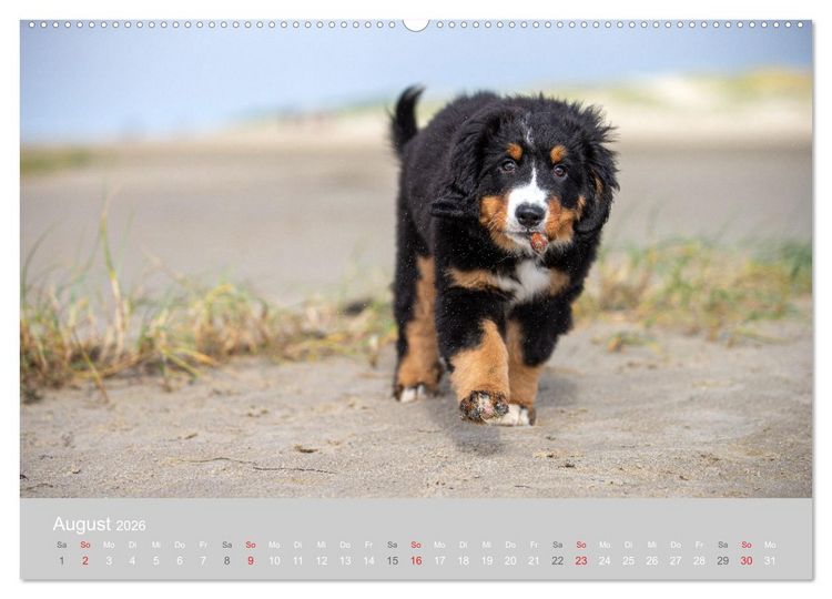 Produktbild: Liebling BERNER SENNENHUND (hochwertiger Premium Wandkalender 2026 DIN A2 quer), Kunstdruck in Hochglanz