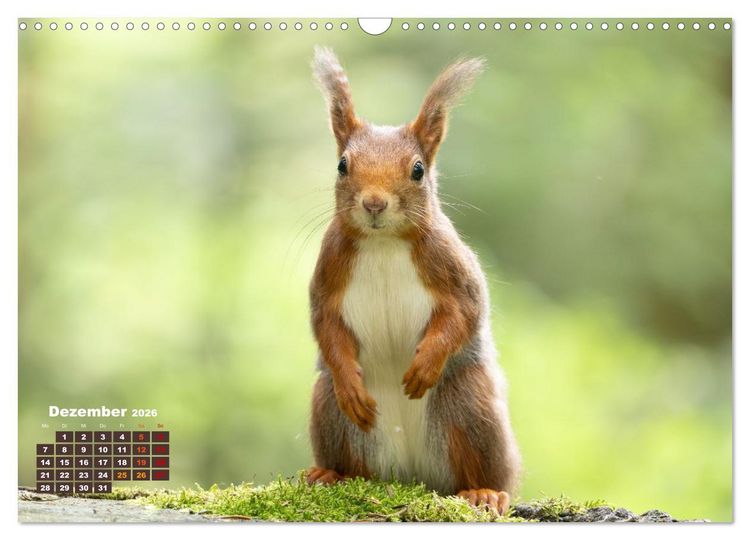 Produktbild: Das Eurasische Eichh&ouml;rnchen - Kunterbuntes Waldtreiben (Wandkalender 2026 DIN A3 quer), CALVENDO Monatskalender