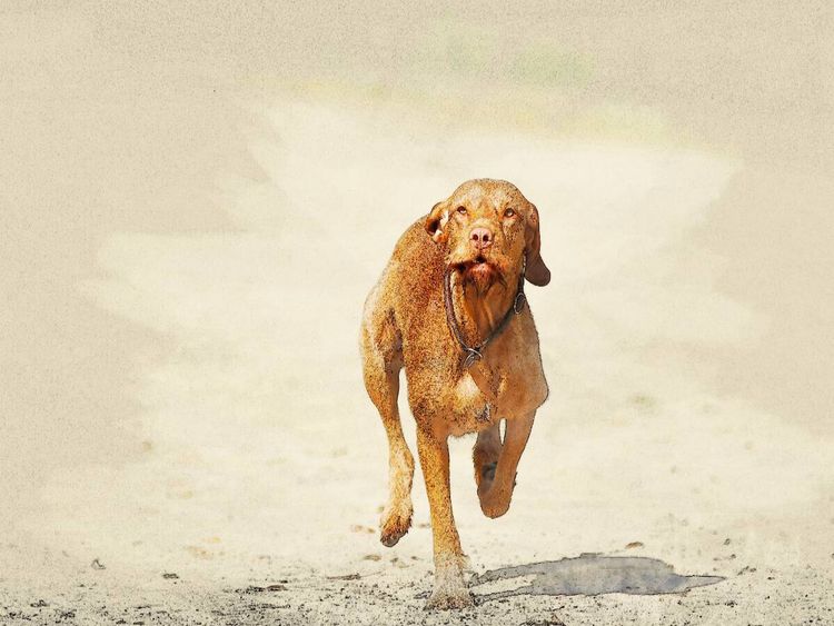 Produktbild: CALVENDO Puzzle Ein Bild aus dem Kalender Magyar Vizsla 2017 / UK-Version | 1000 Teile Lege-Gr&ouml;&szlig;e 64x48cm Foto-Puzzle f&uuml;r gl&uuml;ckliche Stunden