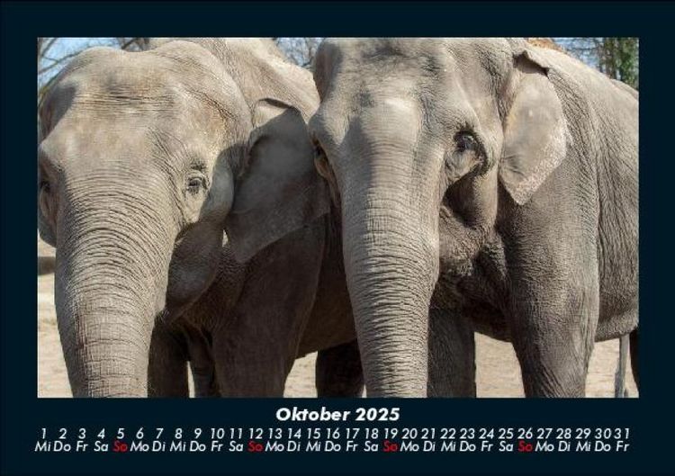 Produktbild: Elefanten - Die sanften Riesen Afrikas 2025 Fotokalender DIN A5