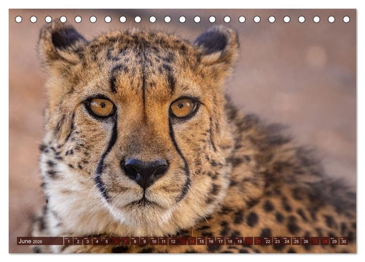 Produktbild: Amazing Cheetahs (Desk Calendar 2026 DIN A5 landscape), CALVENDO 12 Month DeskCalendar