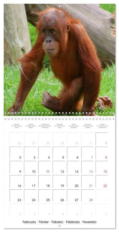 Produktbild: Orangutans Inhabitants of the rainforests (Wall Calendar 2026 12 &times; 12 Inch) CALVENDO 12 Month Wall Calendar
