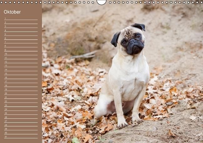 Produktbild: Ein Mops f&uuml;rs Herz (Wandkalender immerw&auml;hrend DIN A3 quer)