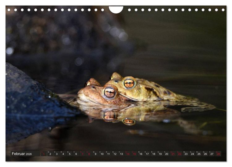 Produktbild: Kr&ouml;ten auf Wanderschaft (Wandkalender 2026 DIN A4 quer), CALVENDO Monatskalender