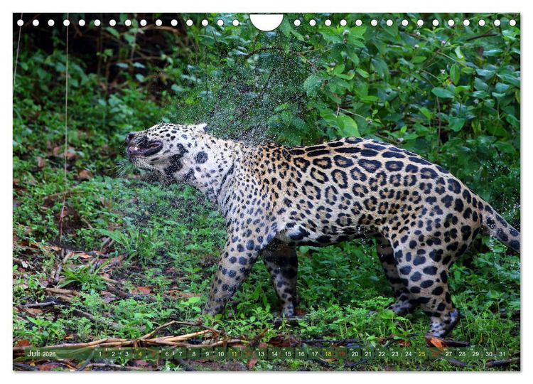 Produktbild: Jaguare im Pantanal (Wandkalender 2026 DIN A4 quer), CALVENDO Monatskalender