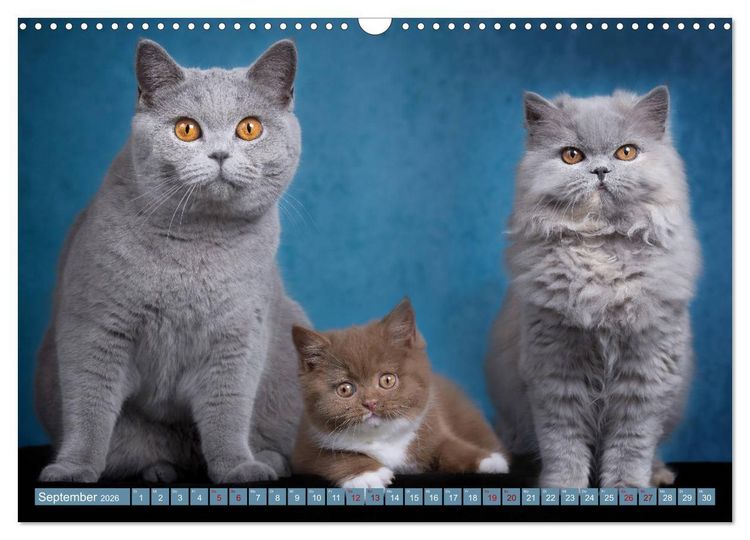Produktbild: Kittens - Britisch Kurzhaar Katzenkinder (Wandkalender 2026 DIN A3 quer), CALVENDO Monatskalender