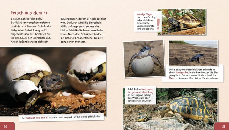 Produktbild: Meine gro&szlig;e Tierbibliothek: Die Schildkr&ouml;te