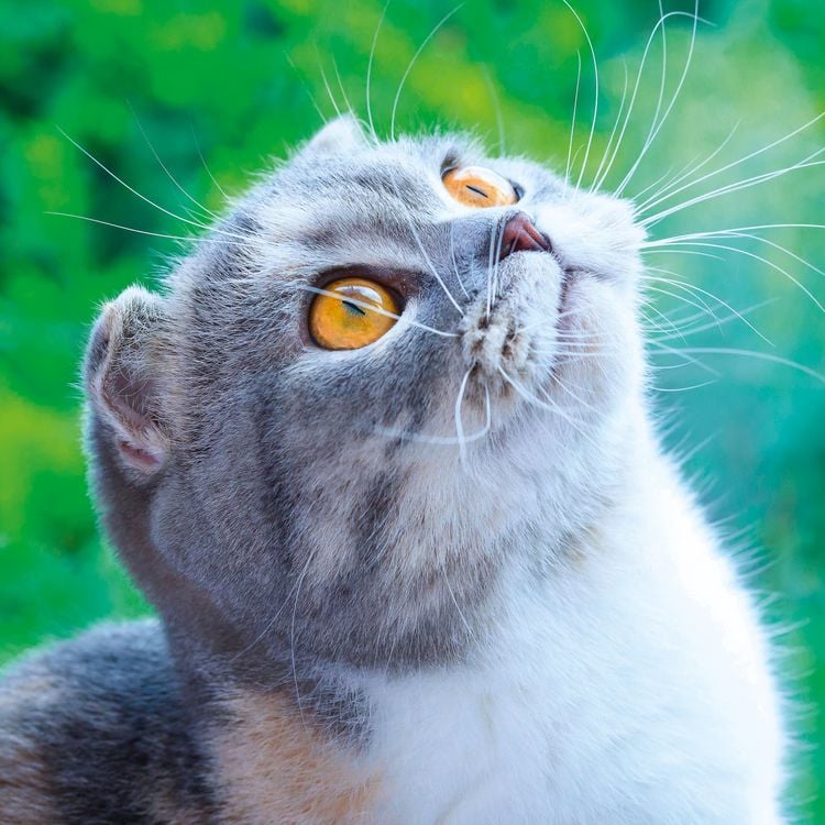 Produktbild: Cool Cats 2027
