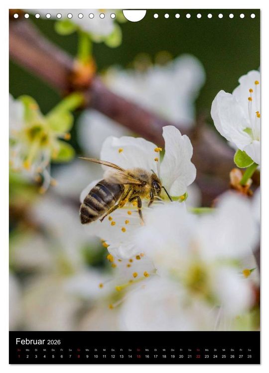 Produktbild: Bienen (Wandkalender 2026 DIN A4 hoch), CALVENDO Monatskalender