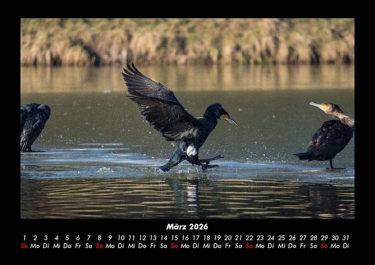 Produktbild: V&ouml;gel 2026 Fotokalender DIN A3