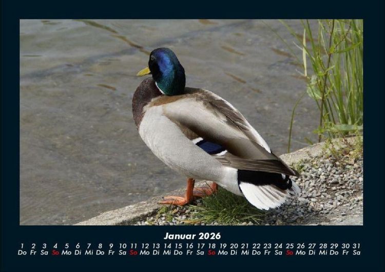 Produktbild: Enten 2026 Fotokalender DIN A4