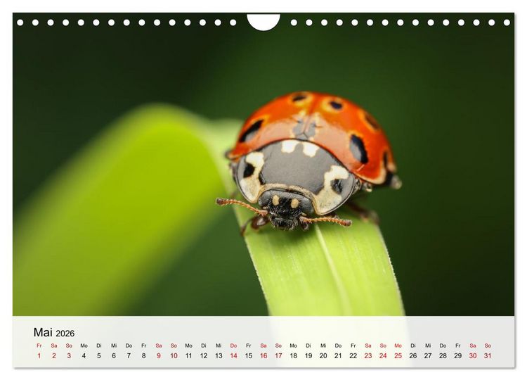 Produktbild: Verborgene Wunder (Wandkalender 2026 DIN A4 quer), CALVENDO Monatskalender