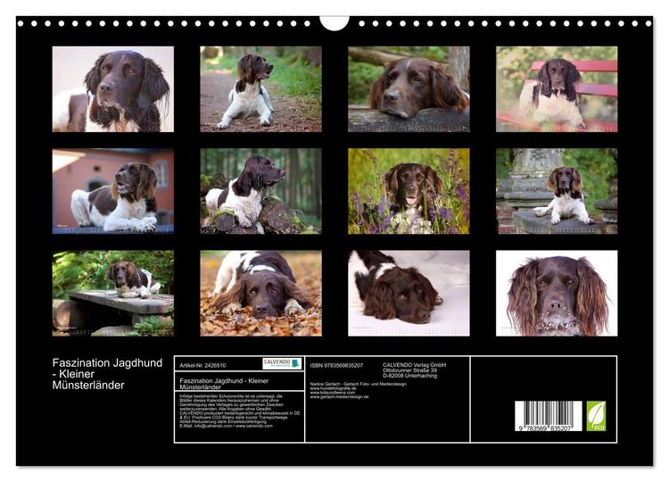 Produktbild: Faszination Jagdhund - Kleiner M&uuml;nsterl&auml;nder (Wandkalender 2027 DIN A3 quer), CALVENDO Monatskalender