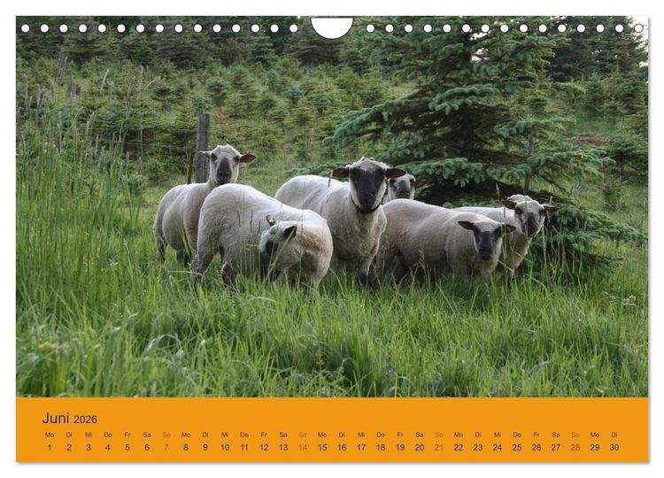 Produktbild: Shropshire Schafe (Wandkalender 2026 DIN A4 quer), CALVENDO Monatskalender
