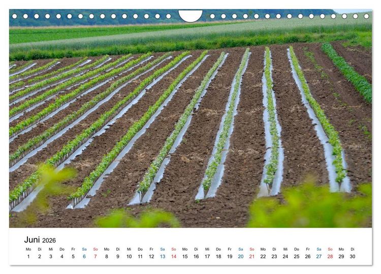 Produktbild: W&uuml;rttemberger Wein 2026 (Wandkalender 2026 DIN A4 quer), CALVENDO Monatskalender