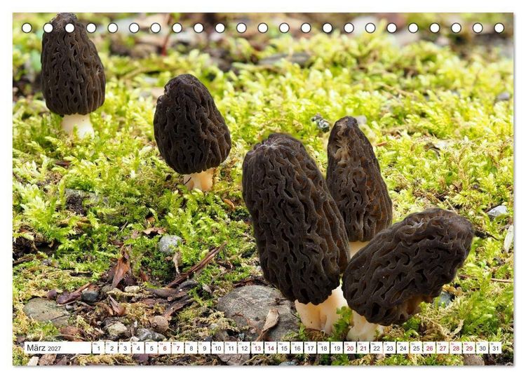 Produktbild: Pilze finden - das ganze Jahr! (Tischkalender 2027 DIN A5 quer), CALVENDO Monatskalender