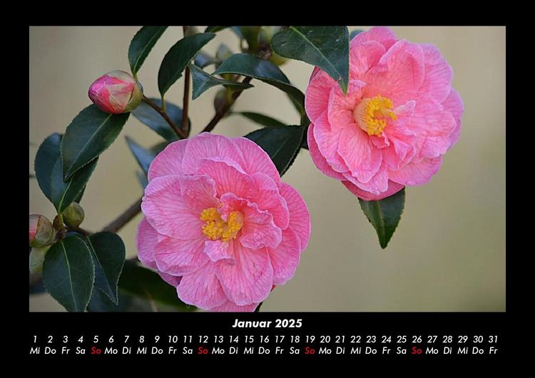 Produktbild: Rosentraum 2025 Fotokalender DIN A3