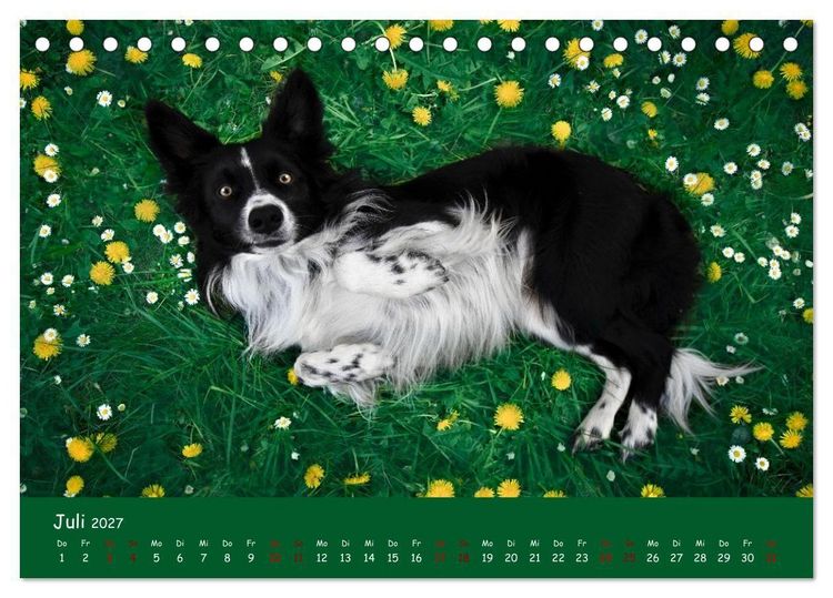 Produktbild: Border Collie Kalender &ndash; Ausdrucksstarke Close-up-Portraits durch die Jahreszeiten (Tischkalender 2027 DIN A5 quer), CALVENDO Monatskalender
