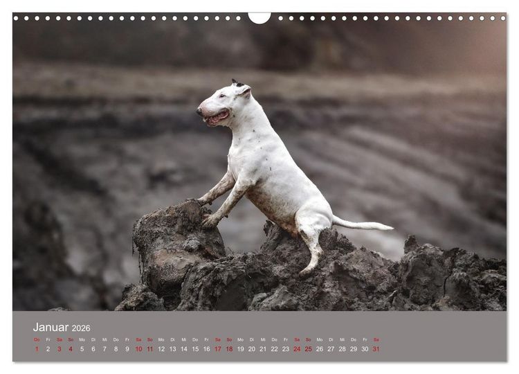 Produktbild: Fantastische Bullterrier - Sieger im Herzen (Wandkalender 2026 DIN A3 quer), CALVENDO Monatskalender