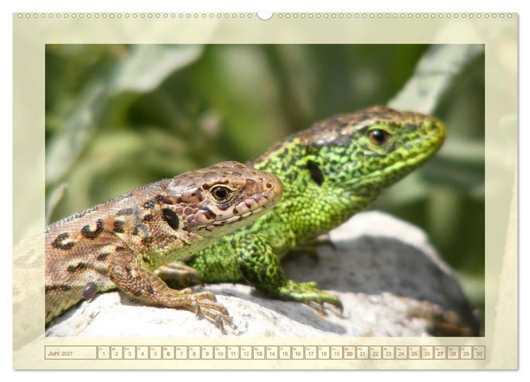 Produktbild: Minisaurier im Garten (hochwertiger Premium Wandkalender 2027 DIN A2 quer), Kunstdruck in Hochglanz