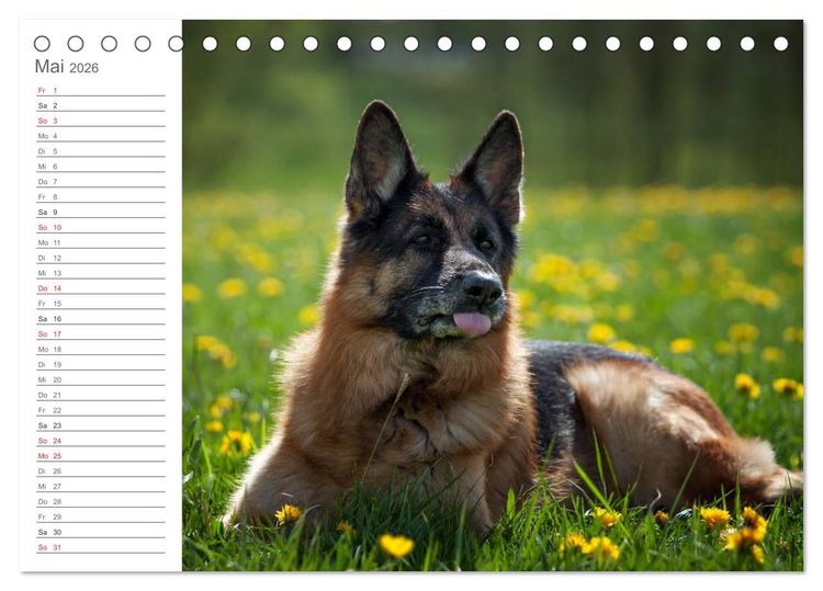 Produktbild: Deutsche Sch&auml;ferhunde Seelentr&ouml;ster (Tischkalender 2026 DIN A5 quer), CALVENDO Monatskalender