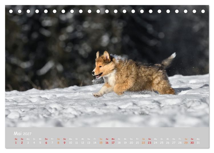 Produktbild: Collie Welpen im Schnee (Tischkalender 2027 DIN A5 quer), CALVENDO Monatskalender