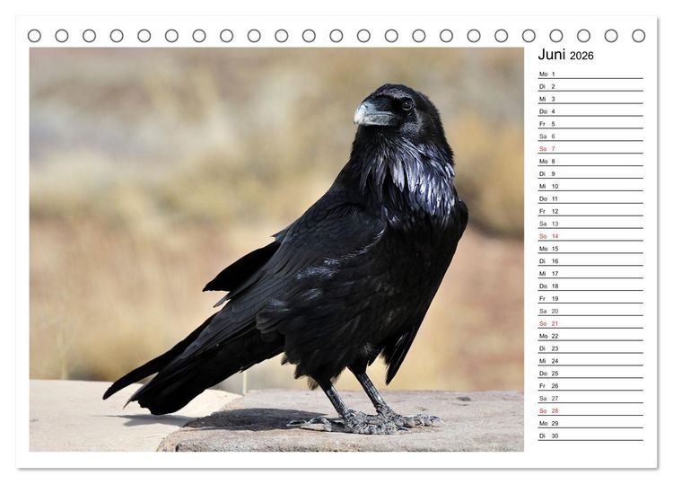Produktbild: Gefiederte Freunde - Unsere heimischen Gartenv&ouml;gel (Tischkalender 2026 DIN A5 quer), CALVENDO Monatskalender