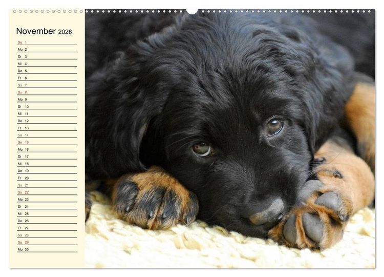 Produktbild: Mein bester Freund - Der Hovawart (Wandkalender 2026 DIN A2 quer), CALVENDO Monatskalender