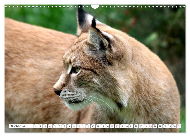 Produktbild: Der Luchs - Der J&auml;ger auf leisen Pfoten (Wandkalender 2026 DIN A3 quer), CALVENDO Monatskalender