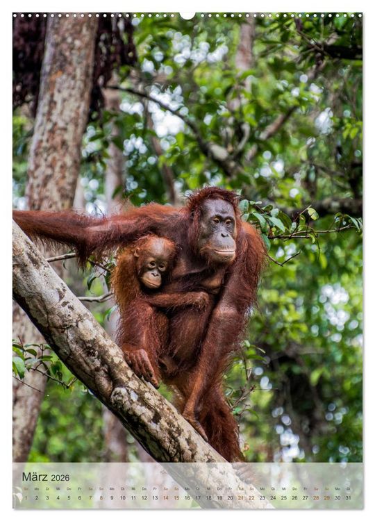 Produktbild: BORNEO Bedrohtes Paradies (Wandkalender 2026 DIN A2 hoch), CALVENDO Monatskalender