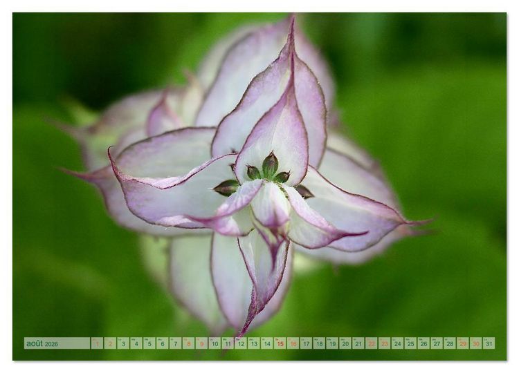 Produktbild: DES FLEURS ENCHANTERESSES (Calendrier mural 2026 DIN A2 vertical), CALVENDO calendrier mensuel