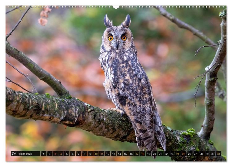 Produktbild: Eulen - Fl&uuml;gel der Nacht (hochwertiger Premium Wandkalender 2026 DIN A2 quer), Kunstdruck in Hochglanz