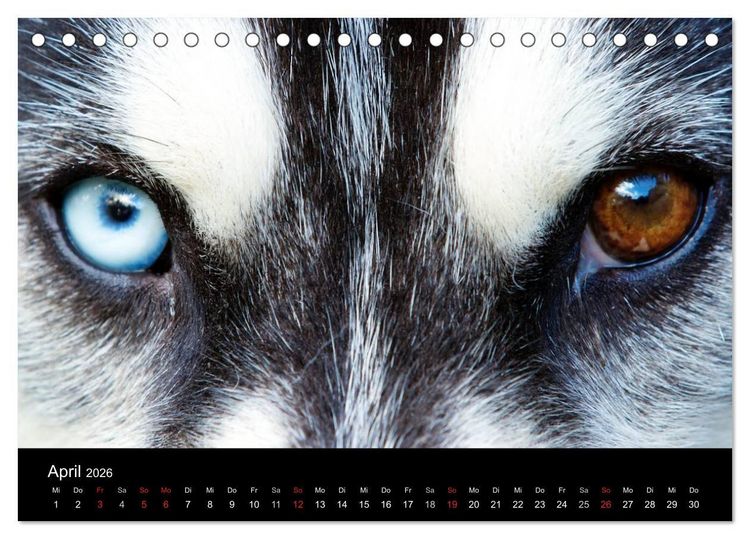 Produktbild: Huskys (Tischkalender 2026 DIN A5 quer), CALVENDO Monatskalender