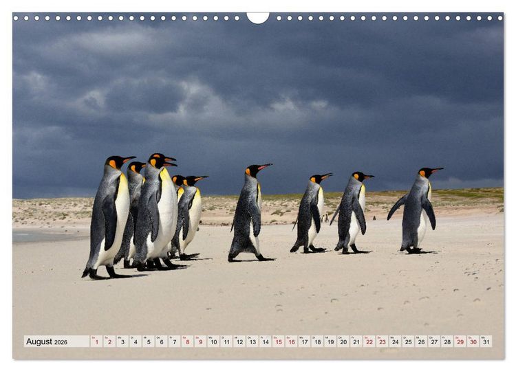 Produktbild: Pinguine der Falkland Inseln (Wandkalender 2026 DIN A3 quer), CALVENDO Monatskalender